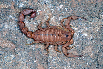 Hottentotta rugiscutis (Scorpiones: Buthidae). A smaller relative of Hottentotta Tamulus, found in areas of lateritic soil, Koyna, Maharashtra, India