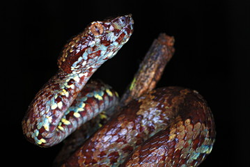Malabar Pit Viper (Trimeresums malbaricus) is endemic to the western ghats, Amboli, Maharashtra,...
