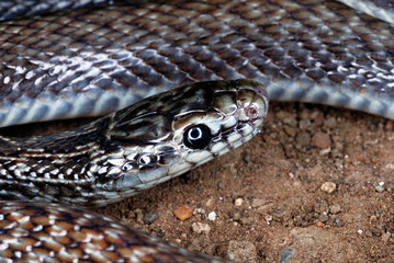 Indian Smooth Snake (Coronella austriaca), This is a small slender snake that usually only grows to...