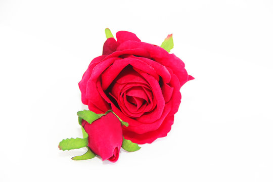 natural red rose flower with green leaves on a white background