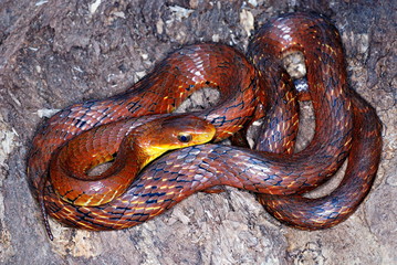 False Water Cobra, Hydrodynastes gigas. A colubrid snake which can mimic of elapid cobra very well, Arunachal Pradesh India.