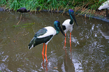 View of a jabiru black-necked stork bird in Australia