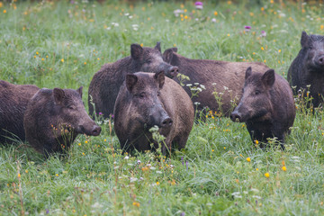 wild boar, sus scrofa, Slovakia