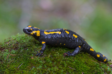 Fire salamander (Salamandra salamandra)