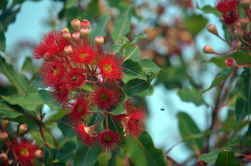 Red flowering gum tree blossoms and buds, Corymbia ficifolia Wildfire variety, Family Myrtaceae. Endemic to Stirling Ranges near Albany in on south west coast of Western Australia. 