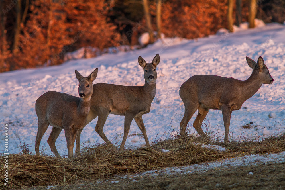 Wall mural roe deer in winter capreolus capreolus