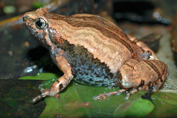 ORNATE NARROW-MOUTHED FROG, Microhyla ornata is a species of microhylid frog found in South Asia, Amboli, Pune, Maharashtra, India