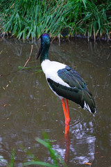 A jabiru black-necked stork bird in Australia