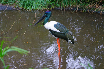 View of a jabiru black-necked stork bird in Australia