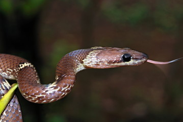 The common wolf snake (Lycodon aulicus) is a small, brown, nocturnal serpent. Non-venomous often enter human settlements in search of its favorite prey geckos, Mulshi, Pune, Maharashtra, India