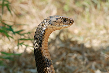 Fototapeta premium King Cobra (Ophiophagus hannah) is the world's longest venomous snake, growing to a length of 18.5 ft. The venom of the King Cobra is primarily neurotoxic,