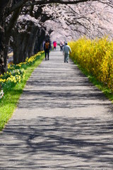 Fototapeta na wymiar 満開の白石川一目千本桜。大河原、宮城、日本。４月中旬。