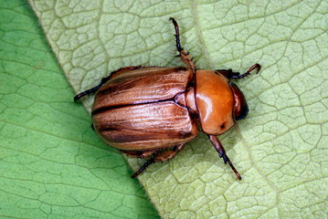 The Colorado potato beetle (Leptinotarsa decemlineata) and it can easily be confused with its close cousin and look-alike, the false potato beetle. Kanha, Madhya Pradesh, India.