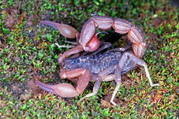 Hottentotta rugiscutis (Scorpiones: Buthidae). A smaller relative of Hottentotta Tamulus, found in areas of lateritic soil, Koyna, Maharashtra, India.