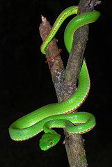 Pope's Pit Viper, Trimeresurus popeiorum, is generally encountered at night above an elevation of 800 metres. A venomous pit viper, Khellong, Arunachal Pradesh, India