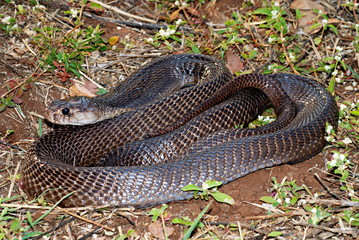 Indian or spectacled cobra (Naja naja) Naja is a genus of venomous elapid snakes.  Pune,...