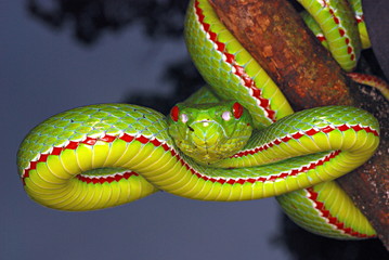 Pope's Pit Viper, Trimeresurus popeiorum, is generally encountered at night above an elevation of...