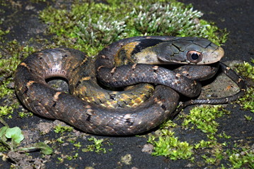 Fototapeta na wymiar False Water Cobra, Hydrodynastes gigas. A colubrid snake which can mimic of elapid cobra very well. This one is juvenile a completely different. Arunachal Pradesh India.