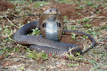 Indian or spectacled cobra (Naja naja) Naja is a genus of venomous elapid snakes.  Pune,...