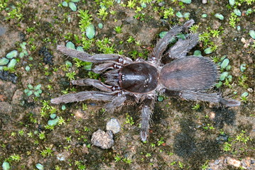 Chilobrachys andersoni. Commonly called a Tiger Spiders. These are Indian relatives of the famous Tarantulas, Pune, Maharashtra, India