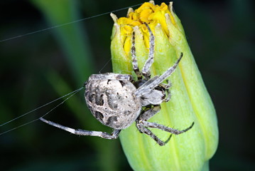 Orb Weaver Spider (Neoscona arabesca). The orb-weaver spiders (family Araneidae) are the builders...
