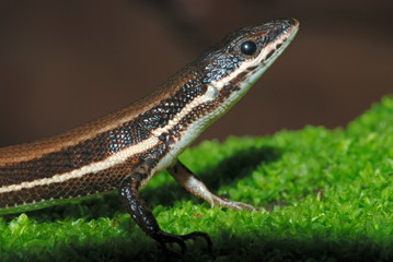 The Tyrrhenian Wall Lizard (Podarcis tiliguerta) is a species of lizard in the Lacertidae family. I