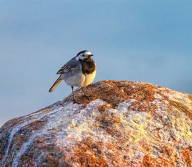 White wagtail, Motacilla alba, standing on a rock, Kalmar, Sweden © Elenarts
