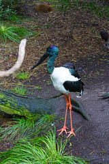 View of a jabiru black-necked stork bird in Australia