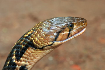 Xenochrophis piscator (Checkered Keelback), Paniwala or Nadiwala Sanp, TMurud, Konkan, Maharashtra, India.