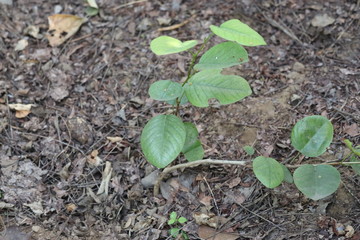 Sandalwood leaves (plant)