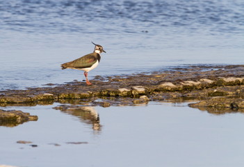 Northern lapwing, Vanellus vanellus, walking on the baltic sea shore