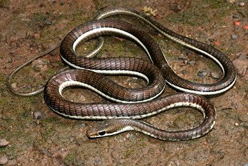 Bronzeback Dendrelaphis tristis is a species of tree-snake, It is a long slender snake with a pointed head and a bronze coloured line running down its back, Lonavala, Maharashtra, India
