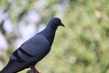 Close up pigeon bird.