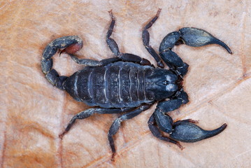 Scorpiops leptochirus. A species restricted to the forests of NE India. Probably the first colour image of this rare species. Arunachal Pradesh. India.