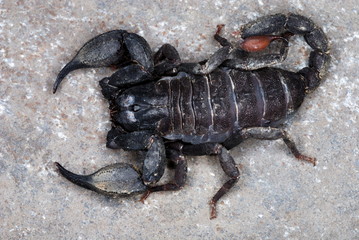 Scorpiops leptochirus. A species restricted to the forests of NE India. Probably the first colour image of this rare species. Arunachal Pradesh. India.