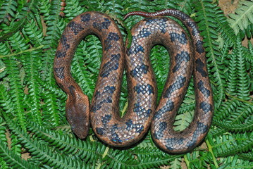 Ovophis monticola. commonly known as Montane Pit Viper. a short but a robust species of venomous pit viper which occur in the hills of NE India. Arunachal Pradesh. India