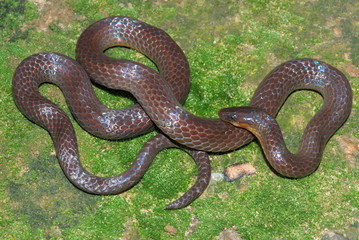 Trachisicum monticola. commonly called Slender Snake. A burrowing species. found in the montane forest of Arunachal Pradesh. India .