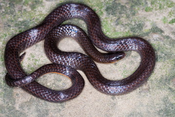 Trachisicum monticola. commonly called Slender Snake. A burrowing species.found in the montane forest of Arunachal Pradesh. India.