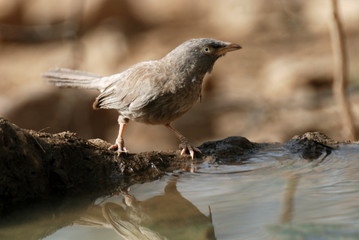 Jungle Babblers, Turdoides striatus a noisy bird that lives in small sized flocks of 7-8 individuals.