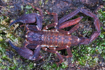 Chaerilus pictus-male. an extremely rare species of scorpion. these are restricted to the transhimalayan forests. Show significant sexual dimorphism which is unknown in other species of scorpions..