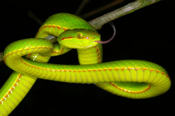 Trimeresurus species. a species of arboreal pit viper. Assam/Arunachal Prades. India