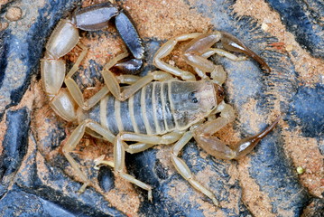 Androctonus finitimus. a species of scorpion that is strictly confined to the desert areas. highly toxic venom known to cause human fatalities. Rajasthan. India.
