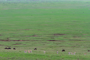 Impalas und Gnus im Ngorongoro-Krater, Tansania