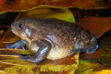 Uperodon species. Balloon Frog.Assam. India.