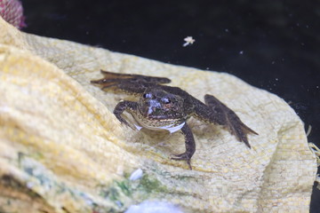 Common Water Frog