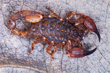 Chaerilus pictus-female. an extremely rare species of scorpion. these are restricted to the transhimalayan forests. . This is female which lacks the long tail and sting as .