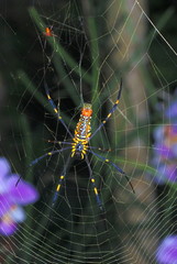 GIANT WOOD SPIDER, Nephila sp. Common in the lowland forest of NE India. Assam. India