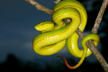 Obraz premium Trimeresurus species. a species of arboreal pit viper. Assam/Arunachal Prades.India