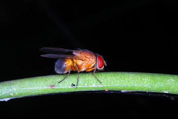Some Fly. one of the numerous species of flies that can be spotted in the forest of Arunachal Pradesh. India.