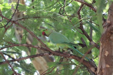 Fototapeta premium Green parrot (bird) Great-Green Macaw